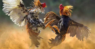 win55 the easy way to enjoy cockfighting and online fun