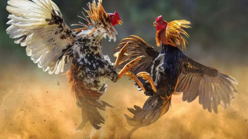 win55 the easy way to enjoy cockfighting and online fun
